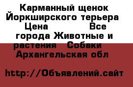 Карманный щенок Йоркширского терьера › Цена ­ 30 000 - Все города Животные и растения » Собаки   . Архангельская обл.